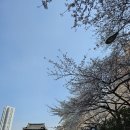 꾸러기 생태놀이 | 부산 온천천 오붓하게 벚꽃놀이하고 동래 &lt;몽뜰&gt;에서 육회비빔밥과 얼큰소고기국밥 먹은 후기