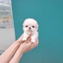 펫블리 | 신뢰와 만족을 주는 광주 펫블리 강아지 분양 후기