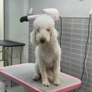 미코 그루밍 이미지