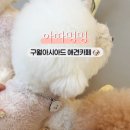 아따멍멍 이미지