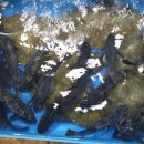 고흥녹동회타운 이미지