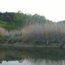 우포가시연꽃마을 이미지