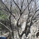 마하사 Daum카페