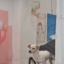 피티 와 커트 네이버블로그