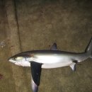 대륙붕 | 물고기종류 상어종류 기다란 칼같은 꼬리를 지닌 온순한 상어 환도상어