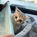 몽마르뜨 동물병원 이미지