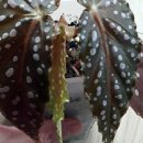 회바라기 이미지