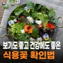 보기도 좋고! 건강에도 좋은! 먹을 수 있는 식용꽃🌼 확인은 이렇게! 이미지