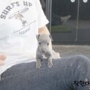 착한애견분양(원주점) 이미지