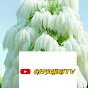 버드리아카데미대구분원 Daum카페