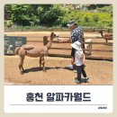 알파카정비 | 홍천 알파카월드, 아이와 함께 동물체험 다녀온 하루