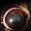 이소메디칼 이미지