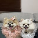 아웅다웅애견펜션