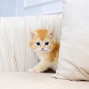 개인화물1268 | 안산고양이분양 고사남 브리티쉬숏헤어 남아 분양해요~!