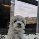 펫 중개소 이미지