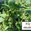 선화농장 이미지