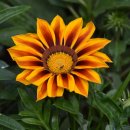 가자니아 이미지