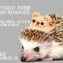 뚱독스 수제간식 이미지