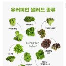 유러피안 샐러드 1kg 내돈내산 솔직후기 (유럽상추, 로메인, 버터헤드, 카이피라, feat. 국내산)