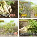 황태자농장 이미지