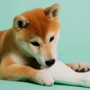 털보신집 이미지