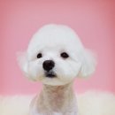 바오그루밍 이미지