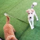 프랑소와펫 강남센터점 이미지