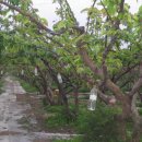 할렐루야농장 이미지