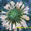 선산대로-10 이미지