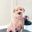 Grooming574 이미지