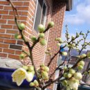 솔베이지 이미지