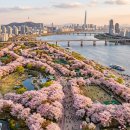 골든비모텔 | 🌸 2026 4월 벚꽃 여행지 추천! 전국 최고 명소부터 숨은 보석까지 완벽 가이드