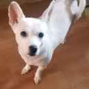 김제강아지 이미지