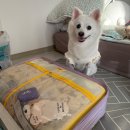 구름이 쉬는 나무 | 구름이 항암 일기 : 구름이와 온전히 함께 했던 3개월 (혈변 사진주의)