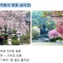 오전댐 왕벚나무 | 일산→순천 벚꽃 드라이브 코스 10곳 | 2026 개화 순서대로 총정리