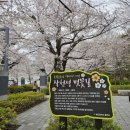 작천정작은도서관 | 울산 울주군 언양 작천정 벚꽃축제 개화시기