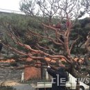 (주)예술조경디자인