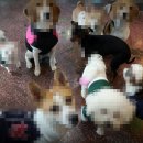 개랑, 마리 이미지