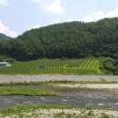 분천1리 이미지