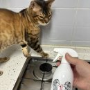 🐾 고양이모래 갈이 줄여주는 꿀템! 꼬망세 탈취제 후기