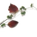 꽃보다아름다운당신 이미지