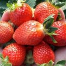 조남농장 이미지