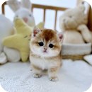 옹진사랑 | 옹진고양이분양 새로운 가족을 찾다 모험가의 눈으로 보니