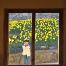 신암면041 | 예산 추사고택 수선화&amp;목련 명소 봄 나들이 아이와 함께 다녀온 후기