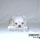 퍼피클럽 Daum카페
