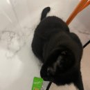 필메딕스 | 효과좋은 강아지 고양이 유산균 변비탈출 에너지믹스 내돈내산 5개월 솔직후기 맛동산 무한 생산 주의