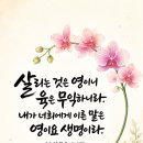 샬롬 Daum카페
