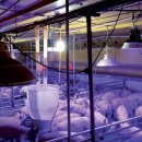 새울목장 이미지