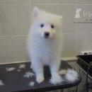 멍둥이 이미지