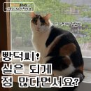 정의의 사도다냥~~ 이미지